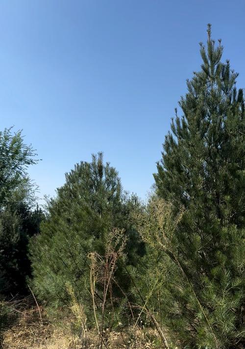 院子里种植白皮松的注意事项（白皮松的种植条件、生长环境及注意事项）