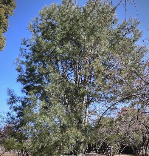 院子里种植白皮松的注意事项（白皮松的种植条件、生长环境及注意事项）