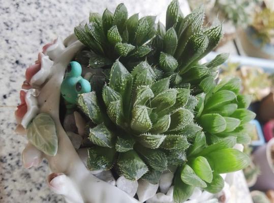 多肉植物冬季防冻指南（多肉植物冬季应对措施，避免冻害）