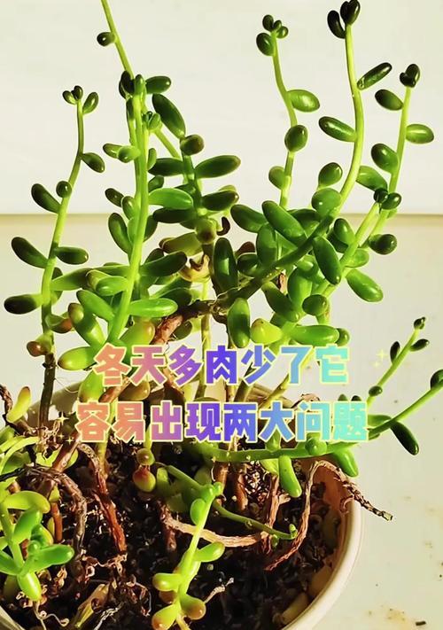 多肉植物冬季防冻指南（多肉植物冬季应对措施，避免冻害）