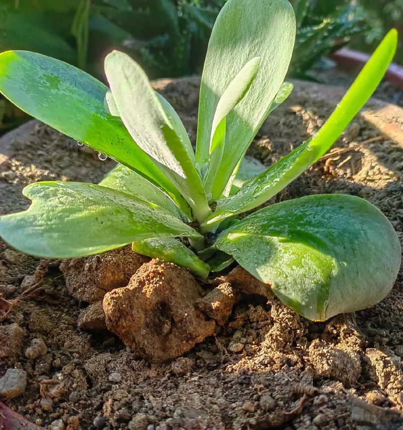 多肉植物冬季防冻指南（多肉植物冬季应对措施，避免冻害）