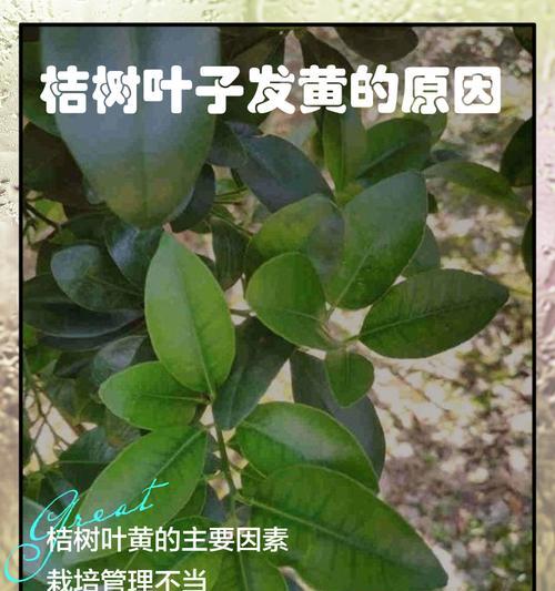 「桔树黄叶病的防治方法」（「使用什么药可以有效预防桔树黄叶病？」）