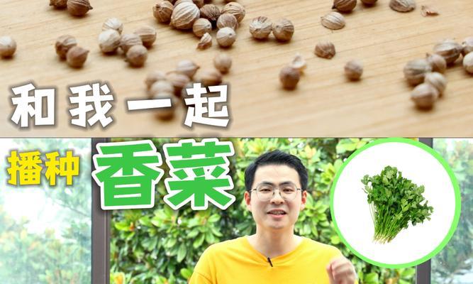 打造香菜水培王者，让你的香菜更旺！（教你养护技巧，让香菜欲罢不能；水培利器，让香菜生机勃勃）