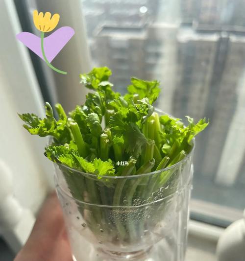 打造香菜水培王者，让你的香菜更旺！（教你养护技巧，让香菜欲罢不能；水培利器，让香菜生机勃勃）