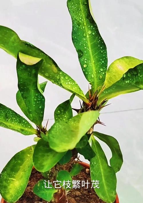 刺梅的浇水要点（刺梅的浇水频率和方法详解）