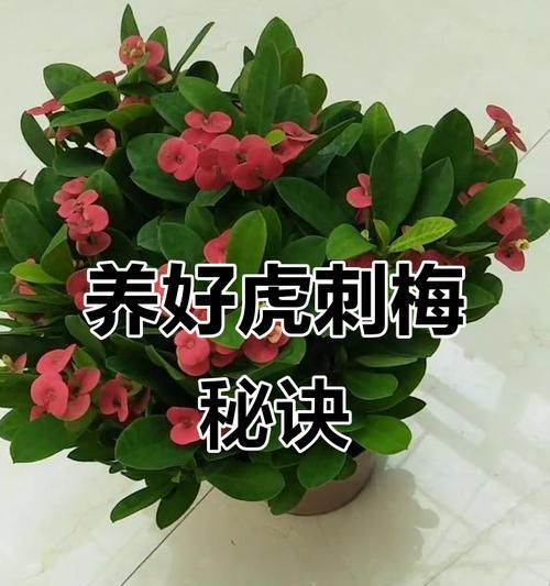刺梅的浇水要点（刺梅的浇水频率和方法详解）