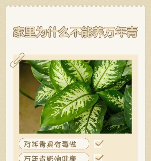 万年青养殖指南（方法、注意事项、技巧，全都在这里！）