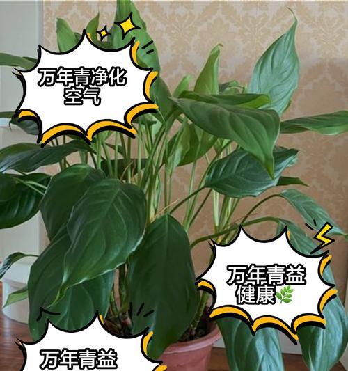 万年青养殖指南（方法、注意事项、技巧，全都在这里！）