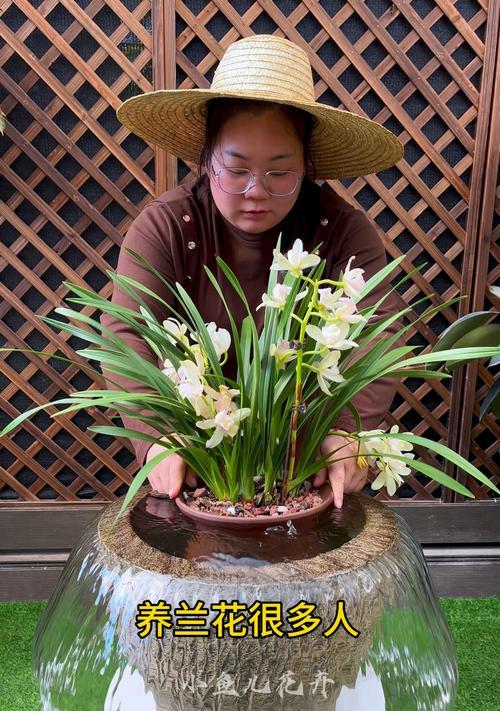 室内兰花养护全攻略（浇水的秘诀与注意事项）
