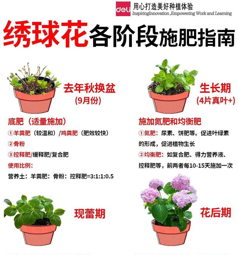 欧洲木绣球的养殖方法和注意事项（打造美丽庭院的秘诀）
