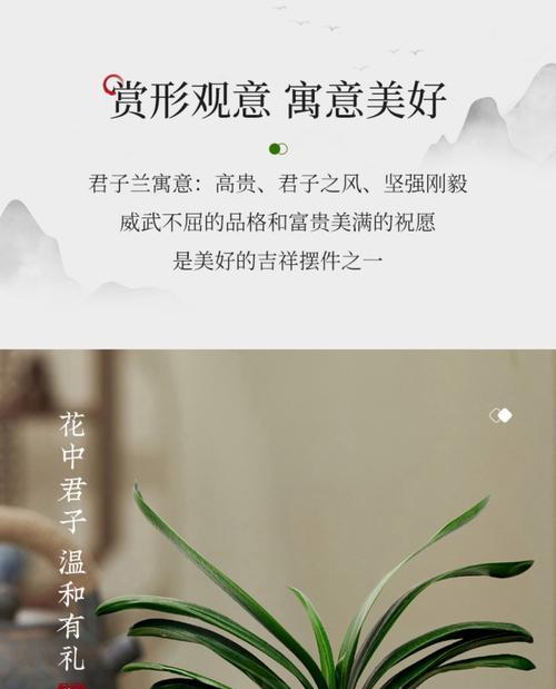 君子兰叶子开裂的处理方法（如何防止君子兰叶子开裂）