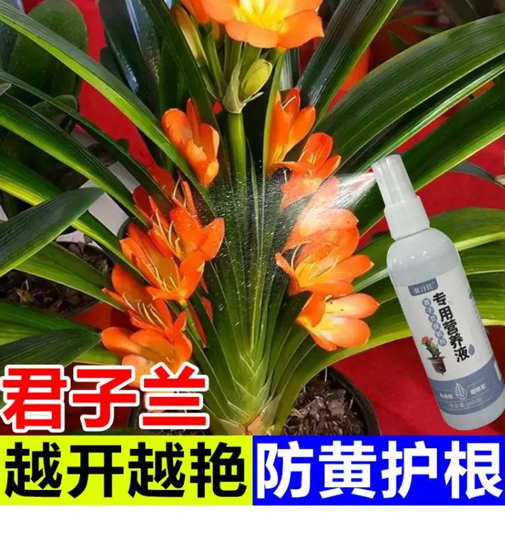 君子兰叶子开裂的处理方法（如何防止君子兰叶子开裂）