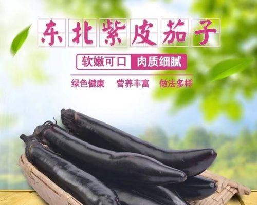 怎样存放新鲜的茄子以延长其保质期？（科学储存，让茄子保持新鲜美味）