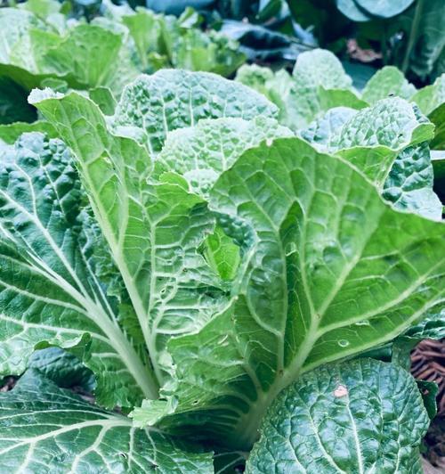 南方冬季蔬菜种植指南（利用南方气候优势，打造冬季蔬菜丰收）