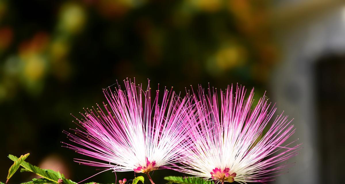 安神之花——缓解压力的花卉大全（探寻安神植物的世界，让你感受大自然的舒缓）