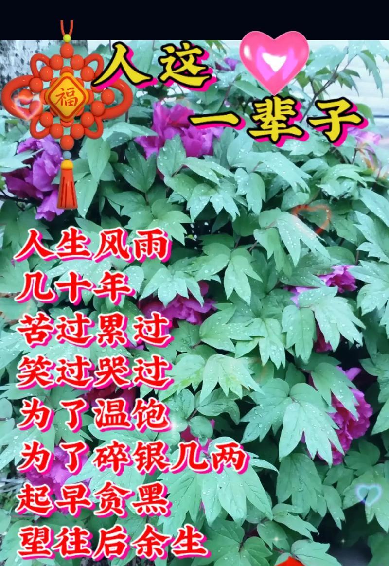 安神之花——缓解压力的花卉大全（探寻安神植物的世界，让你感受大自然的舒缓）