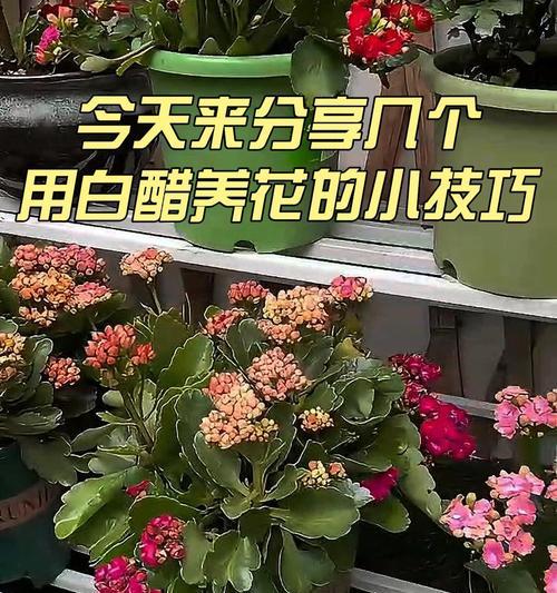 白醋的花园之用（一篇全面的白醋花园指南，了解你的花需要哪些关怀）