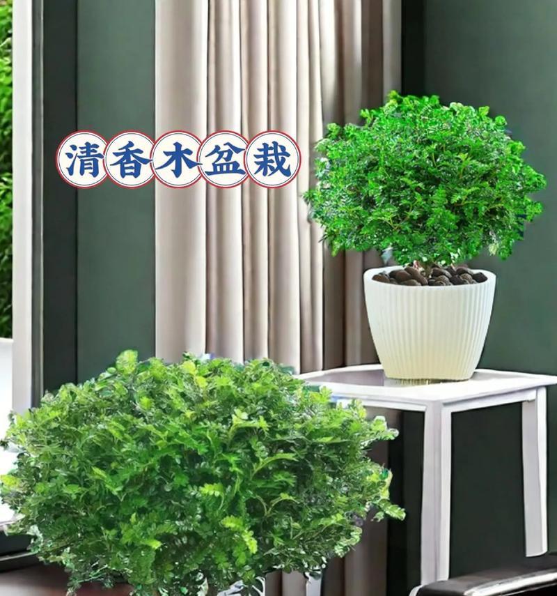 清香木的养殖方法与注意事项（打造绿色家居，从清香木开始）