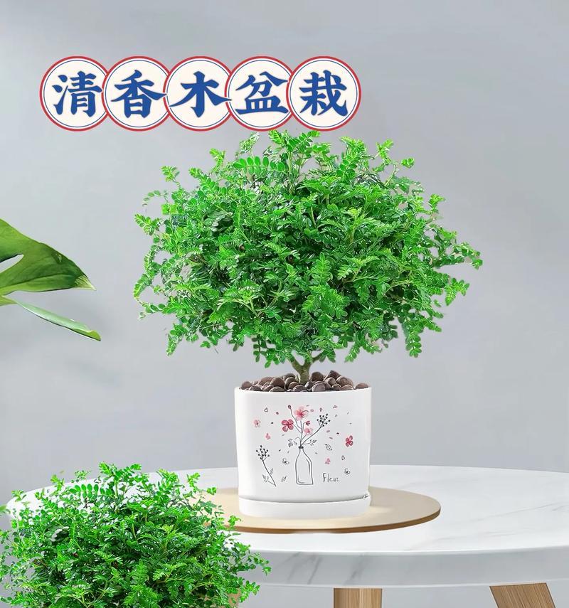 清香木的养殖方法与注意事项（打造绿色家居，从清香木开始）