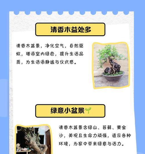 清香木的养殖方法与注意事项（打造绿色家居，从清香木开始）