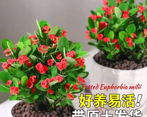 耐热耐旱的花卉，美丽不凋零（15种花卉让你省心养花）
