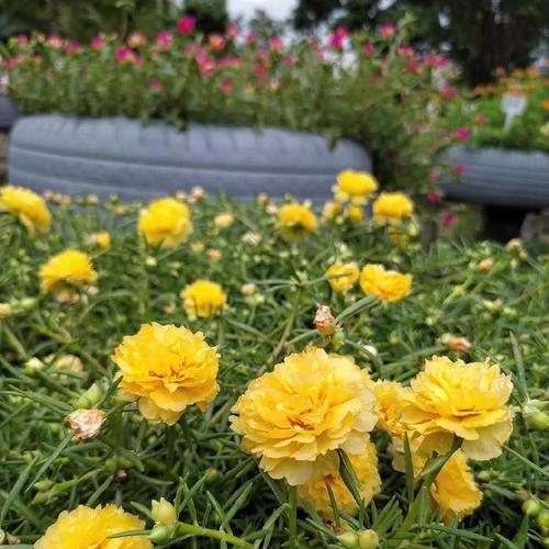 耐热耐旱的花卉，美丽不凋零（15种花卉让你省心养花）