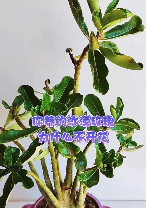 玫瑰开花后的护理方法（让你的花园里的玫瑰更加美丽）