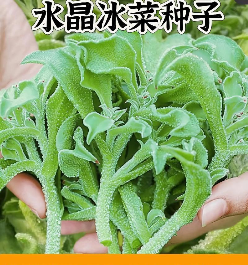 冰菜的营养与健康价值（探究冰菜的多元化营养以及适用人群）