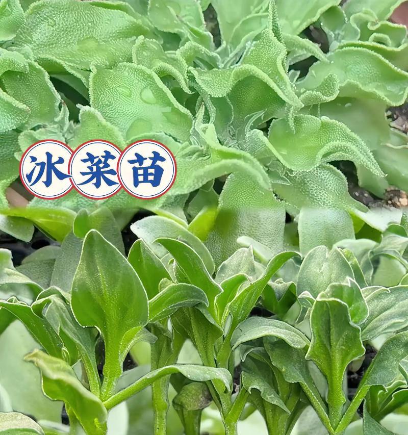 冰菜的营养与健康价值（探究冰菜的多元化营养以及适用人群）