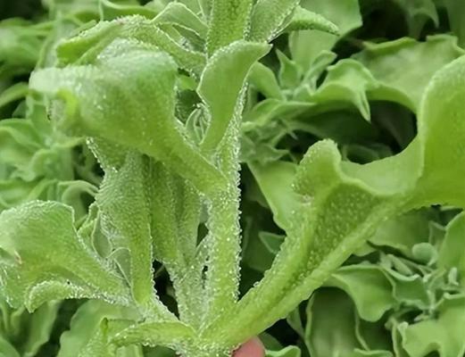 冰菜的营养与健康价值（探究冰菜的多元化营养以及适用人群）