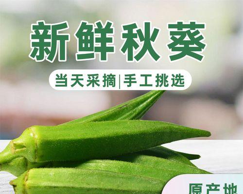 秋葵采摘时间和收获季节（了解秋葵的生长周期和产量）