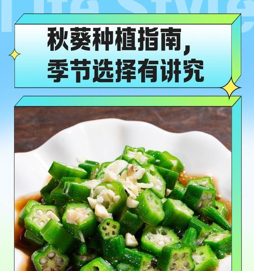 秋葵采摘时间和收获季节（了解秋葵的生长周期和产量）