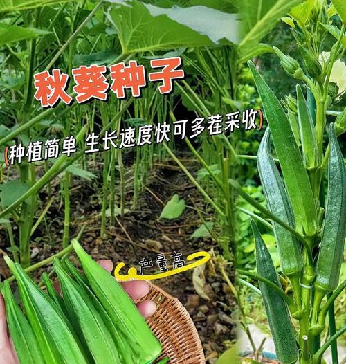 秋葵采摘时间和收获季节（了解秋葵的生长周期和产量）