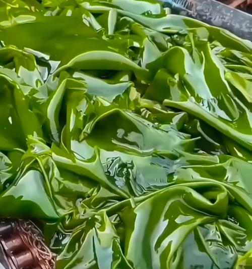 探究海带的分类及特点（海带是落叶植物吗？一探其真相）