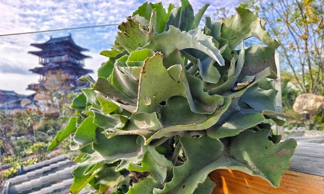 探究海带的分类及特点（海带是落叶植物吗？一探其真相）