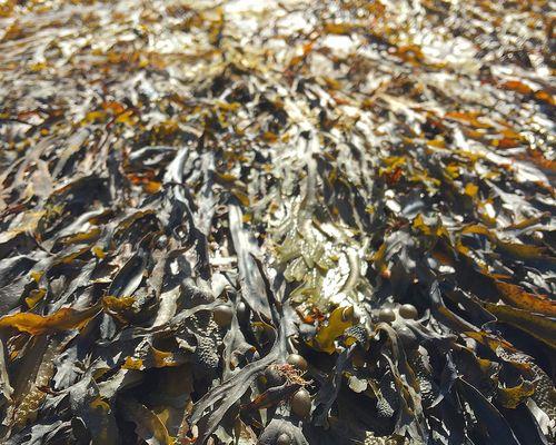 探究海带的分类及特点（海带是落叶植物吗？一探其真相）