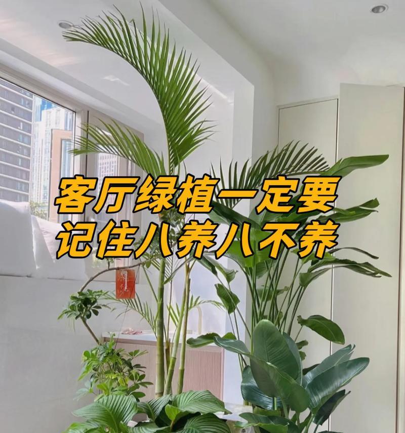 电视柜两旁放什么植物风水好？（打造舒适和谐的家居生活，这些植物不能错过！）