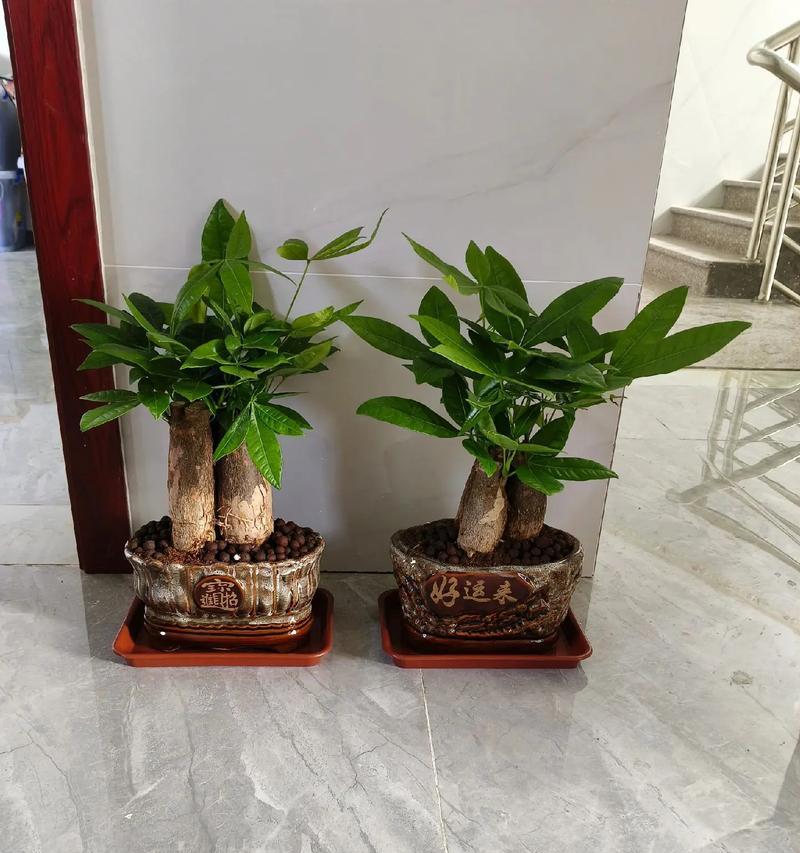 电视柜两旁放什么植物风水好？（打造舒适和谐的家居生活，这些植物不能错过！）