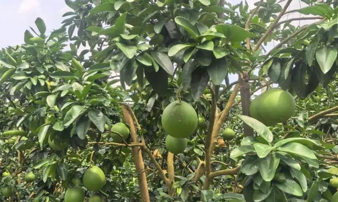 红心柚种植条件适合哪个地区种植？（了解红心柚的种植条件，选择适合的地区种植）