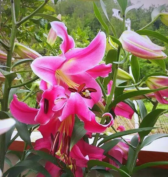 百合花不开花的原因（探究百合花不开花的因素和解决方法）