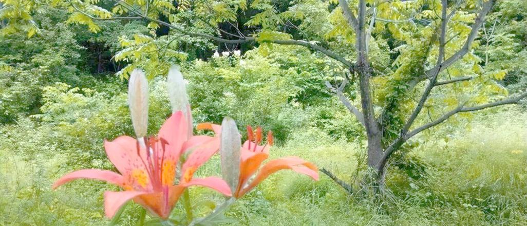 百合花不开花的原因（探究百合花不开花的因素和解决方法）