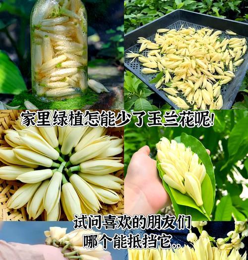 玉兰喜阳还是喜阴？——探讨玉兰生长的适宜条件（掌握玉兰生长的秘密，打造枝繁叶茂的花园）