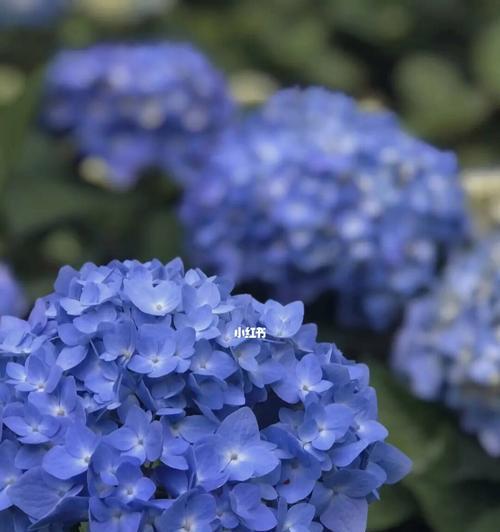 绣花球的养殖技巧（从选择、浇水到施肥，助你打造最美的绣花球花园）
