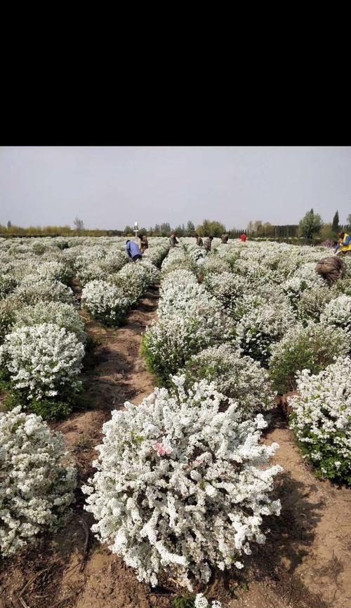 绣花球的养殖技巧（从选择、浇水到施肥，助你打造最美的绣花球花园）