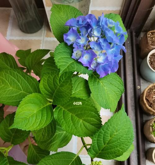 绣花球的养殖技巧（从选择、浇水到施肥，助你打造最美的绣花球花园）
