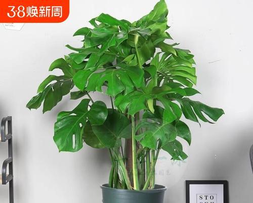 为什么家里不能养龟背竹？（了解龟背竹的危害，保护家庭健康）