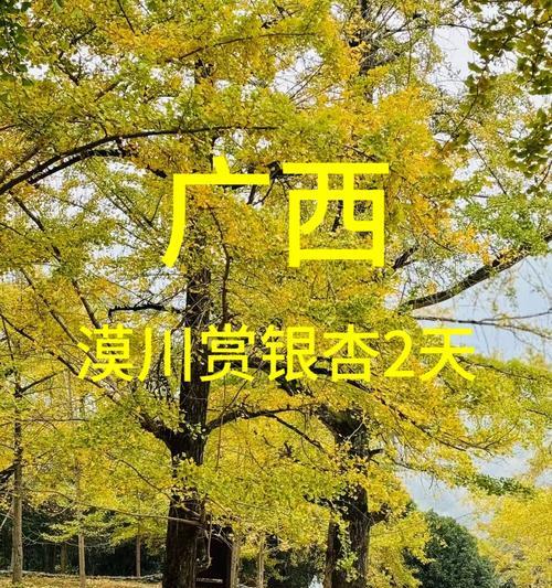 广西种银杏树的条件和方法（了解广西地理环境，选择适合种植的土壤和气候）