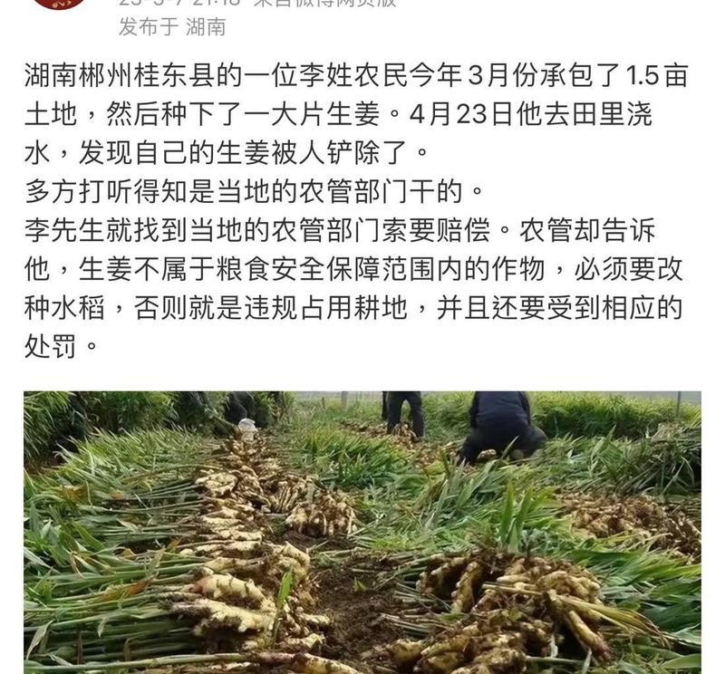 水稻（水稻的种植、产量与意义）