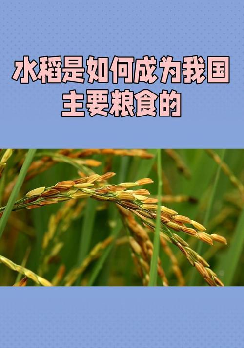 水稻（水稻的种植、产量与意义）
