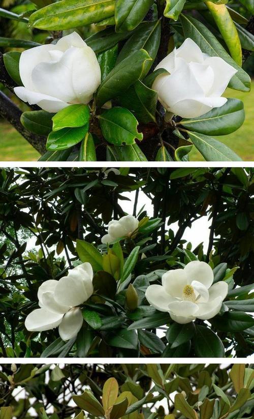 广玉兰的开花季节及时间（探究广玉兰盛放的时间，了解广玉兰的生长习性）
